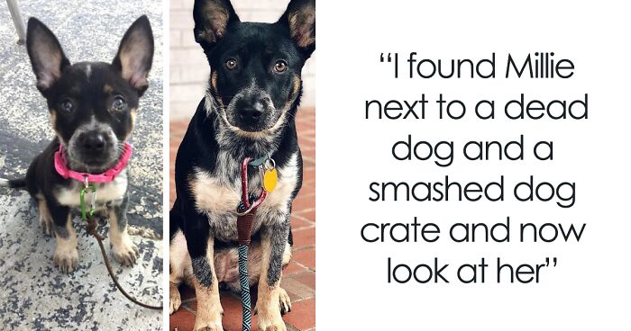 “From Puppy To Bear”: 127 Pics Of Dogs As Puppies And All Grown Up