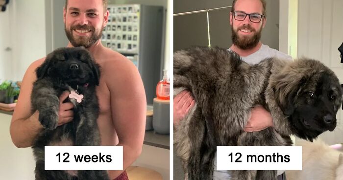 127 Soul-Healing Photos Of Dogs Growing From Puppers To Fluffers