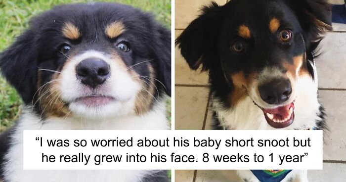 127 Before And After Photos Of Dogs Growing Up To Make Your Day