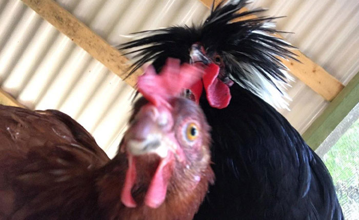 Two chickens amusingly close to the camera, capturing a spontaneous and funny-camera-roll-finds moment.