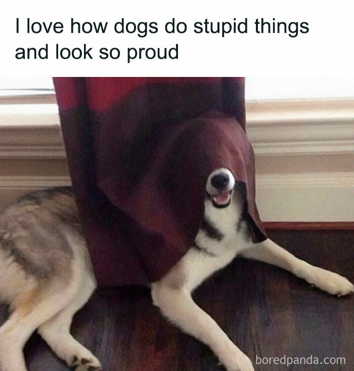 Funny-Cute-Dog-Memes-Mydogsplanet