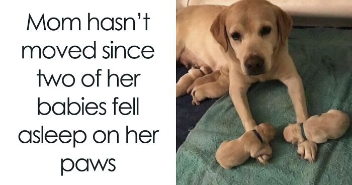 106 Adorable Memes Of Doggos Shared By The ‘My Dogs Planet’ IG Page