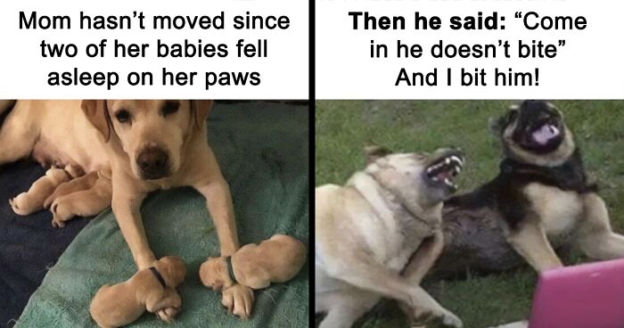 106 Pawfectly Cute Pooch Memes That Might Just Melt Your Heart