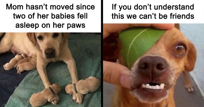 106 Truthful Memes About What It’s Like To Have A Dog