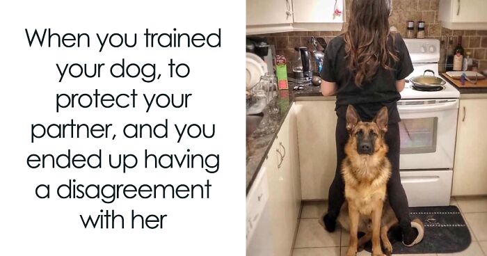 80 Funny Dog Memes For Anyone Who Has A Dog