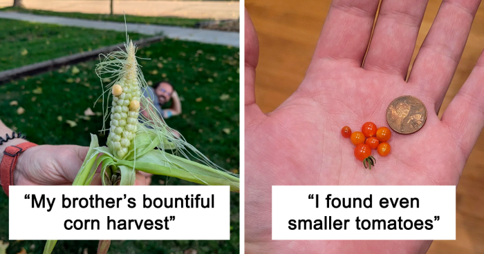 People Are Sharing Their Hilariously Awkward “Mighty Harvests” 