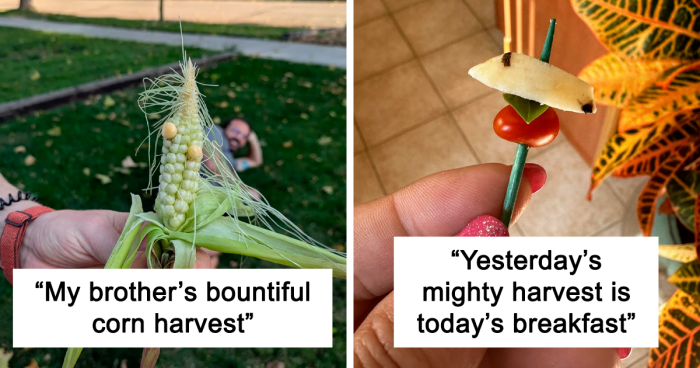 “Mighty Harvest”: 77 Posts From People Who Tried Growing Their Own Food And Failed Hilariously (New Pics)