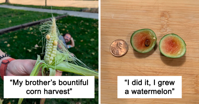 77 Times People Got Into The Spirit Of Gardening But Failed To Get A “Mighty Harvest” (New Pics)