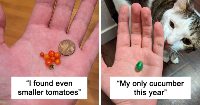 77 Times Nature Delivered A Punchline Instead Of Produce, Leaving Gardeners Chuckling 