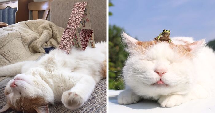 Here Are 32 Of The Funniest Photos Of Stuff On Cats, As Uploaded By A Community Of Feline Fans