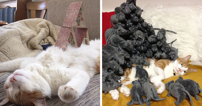 32 Ameowsing Pics Of Stuff On Cats That Might Make You An Instant Fan Of Felines