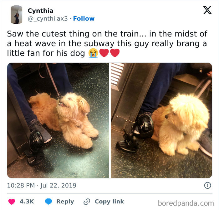 Adorable dog on subway with mini fan, providing a funny train moment for passengers.