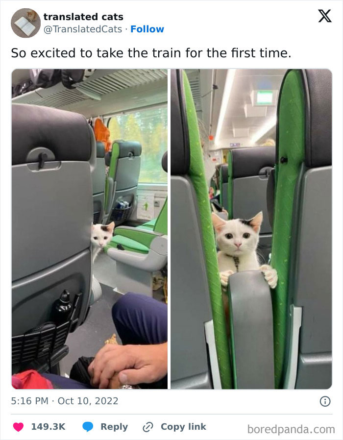 Cat peeking between train seats, amusing subway passenger experience.