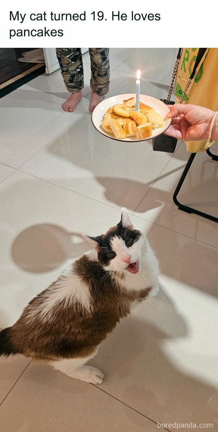 Senior cat enjoying a plate of pancakes with a candle, showcasing heartwarming kindness.