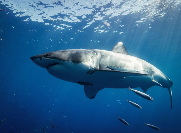 Great white shark swimming in clear blue ocean waters.