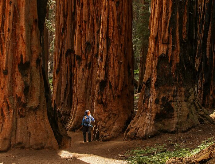 A traveler in Tuscany, Italy, walking among giant trees in a forest, showcasing the region's natural beauty.