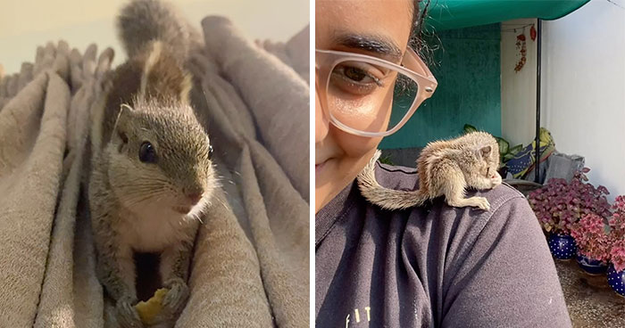 Adorable Orphaned Squirrel Found Herself A New Family Of People And Their Bond Is Heartwarming