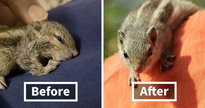 Orphaned Baby Squirrel Adopts A Loving Indian Family