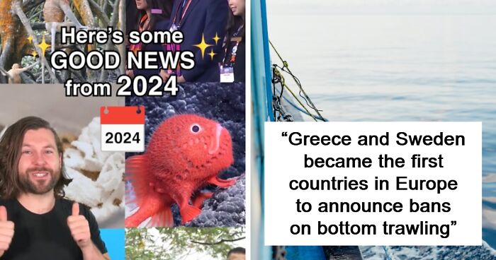 12 Of The Most Uplifting Pieces Of News From 2024 For Those Who Are Fed Up With The Bad News