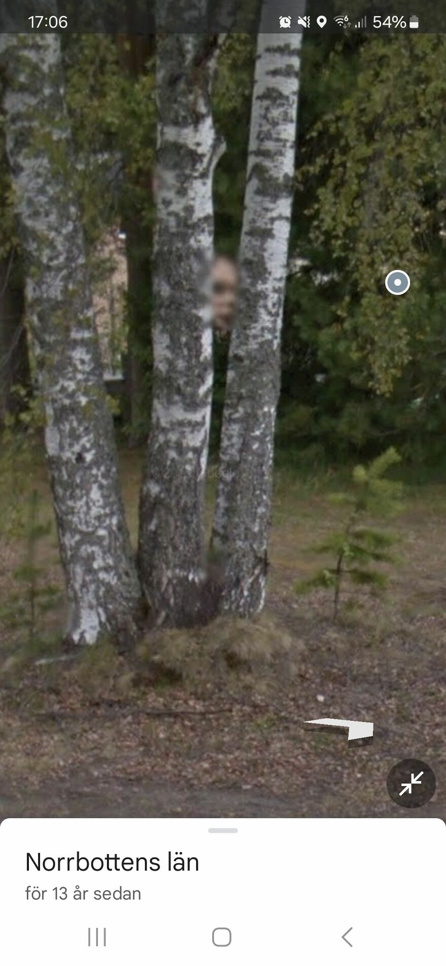 Strange Google Earth find of a face between three birch trees in Norrbottens län, Sweden.