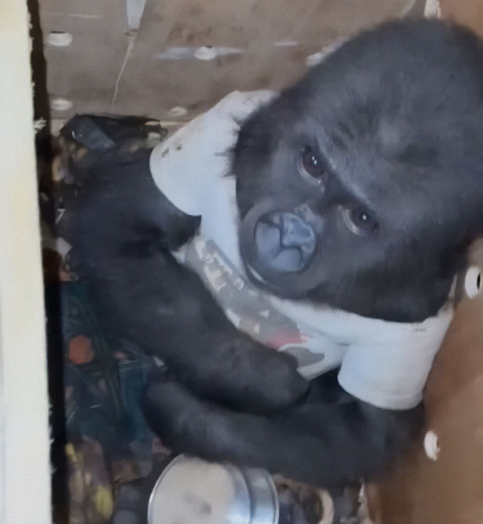 Baby gorilla in a white shirt rescued at Istanbul Airport, Turkey, looking up from inside a crate.