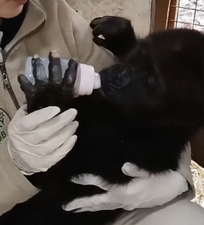 Baby gorilla being bottle-fed by a caretaker in Istanbul Airport after rescue.