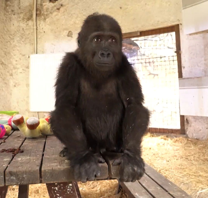 Baby gorilla in Istanbul airport, seated on a wooden table surrounded by hay and colorful toys.