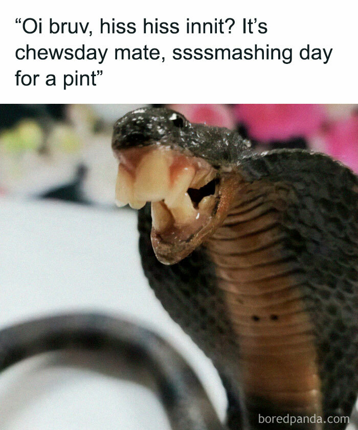 A snake with comedic text overlay, adding random memes humor for a hilarious twist.