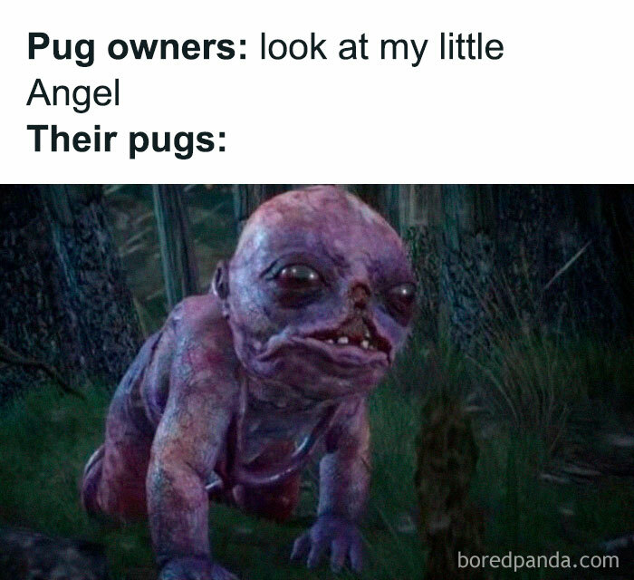 Cute yet hilarious meme shows fantasy creature labeled as pug owners' "angel."