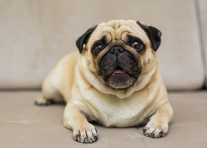 A pug lying on a beige sofa, looking directly at the camera with a curious expression.