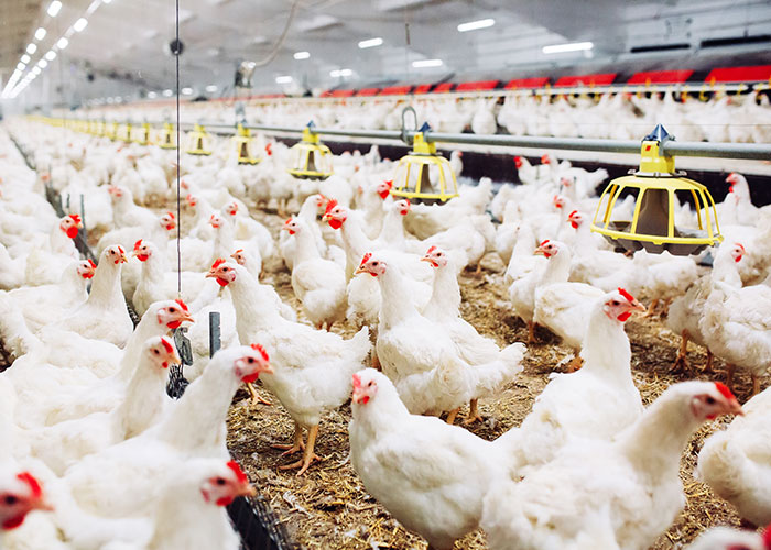 Chickens crowded in an industrial farm setting, highlighting a normal yet pretty horrific industry practice.