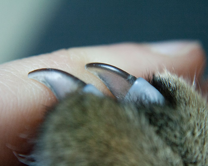 Close-up of sharp animal claws touching a human finger, highlighting something normal yet potentially horrific.