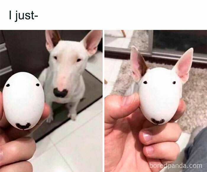 Dog resembling an egg with drawn-on eyes and nose, showcasing random memes humor.