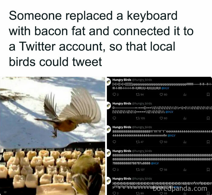 Birds tweeting on a bacon fat keyboard, capturing a hilarious meme moment.