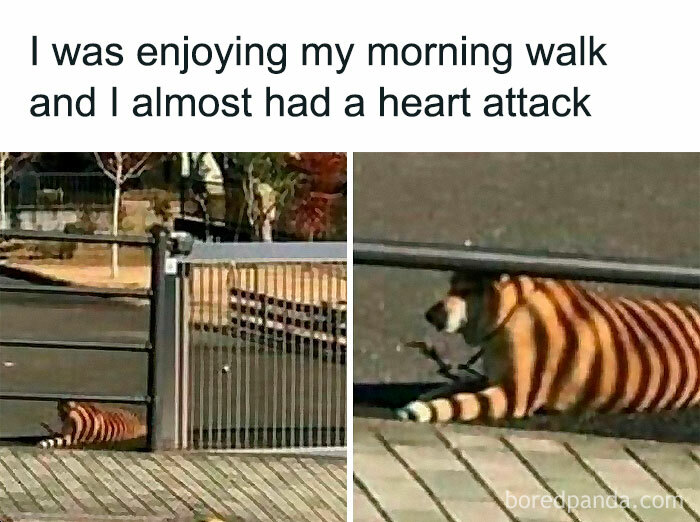 A dog with markings resembling a tiger lying behind a fence, creating a hilarious meme moment.