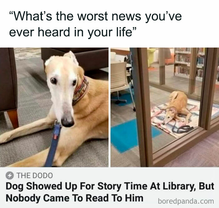 Dog waiting at the library, alone on a mat, for story time; humorous meme featured on IG page.