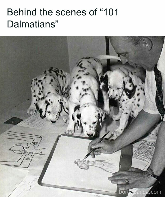 Artist drawing with Dalmatians as reference for the nostalgic film "101 Dalmatians" 1961.