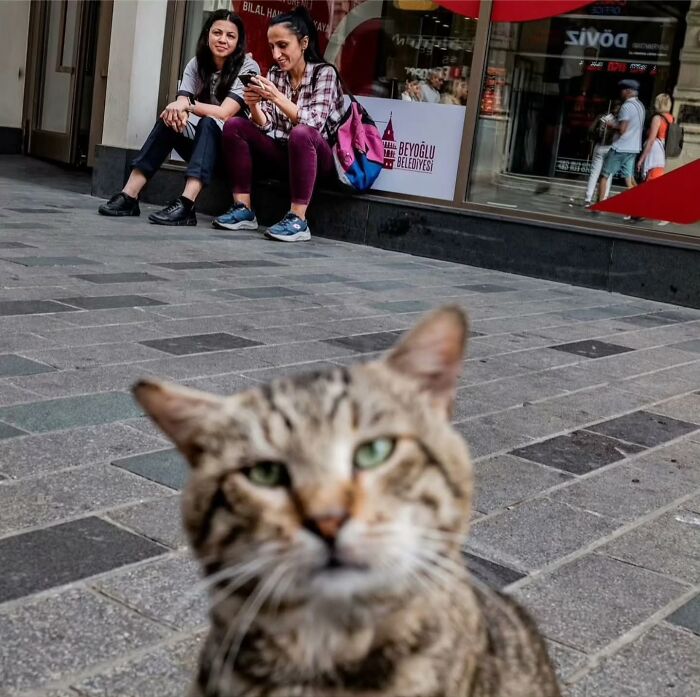 Street photography featuring a curious cat in the foreground with two women sitting on a sidewalk in the background.