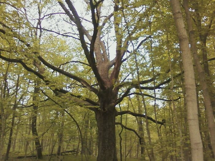 Tree In Illinois