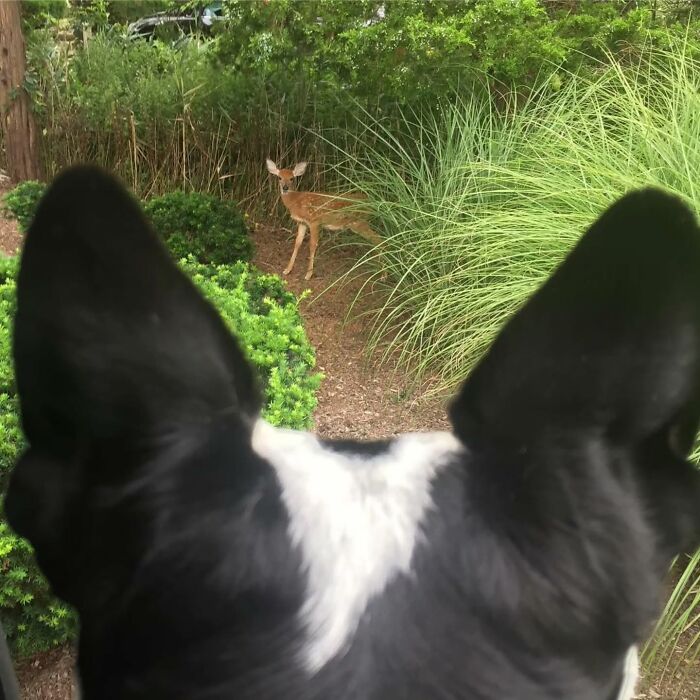 Dog watching a deer in a garden, showcasing captivating street photography contrast between wildlife and urban life.