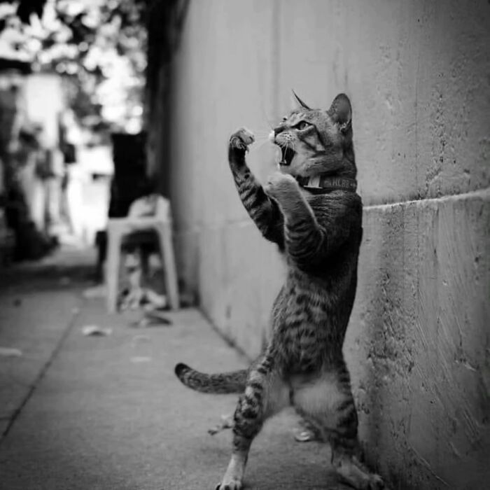 Street photograph of a cat standing on hind legs, appearing playful in a city alley.