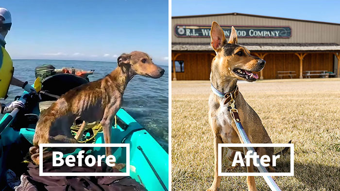 Rescue Mission: How A Man And A Dog Found Each Other On A Remote Belize Island