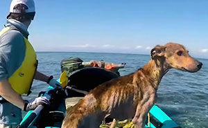 Rescue Mission: How A Man And A Dog Found Each Other On A Remote Belize Island