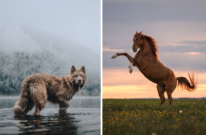 International Pet Photographer Of The Year Awards Announced The Winners Of Their 2024 Contest (64 Pics)