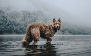 International Pet Photographer Of The Year Awards: 64 Best Images Of 2024