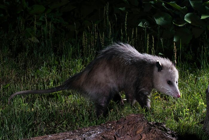 An opossum walking on grass at night, highlighting awkward delivery circumstances.