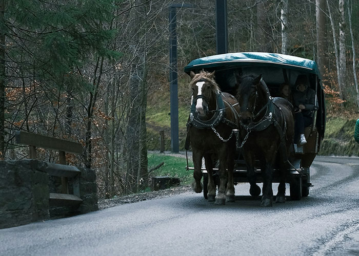 Horse-drawn carriage on a forest road, highlighting strange human behavior outside courtroom settings.