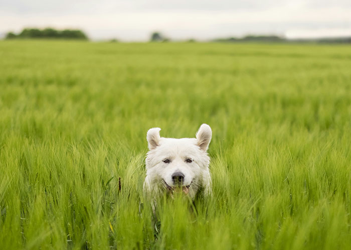 A white dog partially hidden in a lush green field, conveying a playful and curious expression.