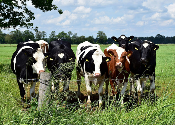 Cows standing behind a fence in a green field under a cloudy sky.