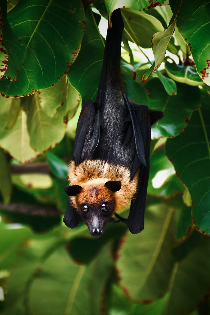 A bat hanging upside down on a branch among green leaves, showcasing intriguing animal behavior.